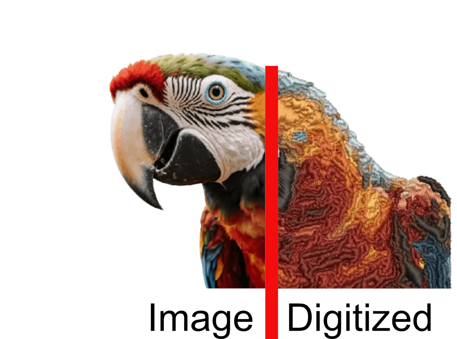 Professional Embroidery Digitizing & Vector Art Conversion
